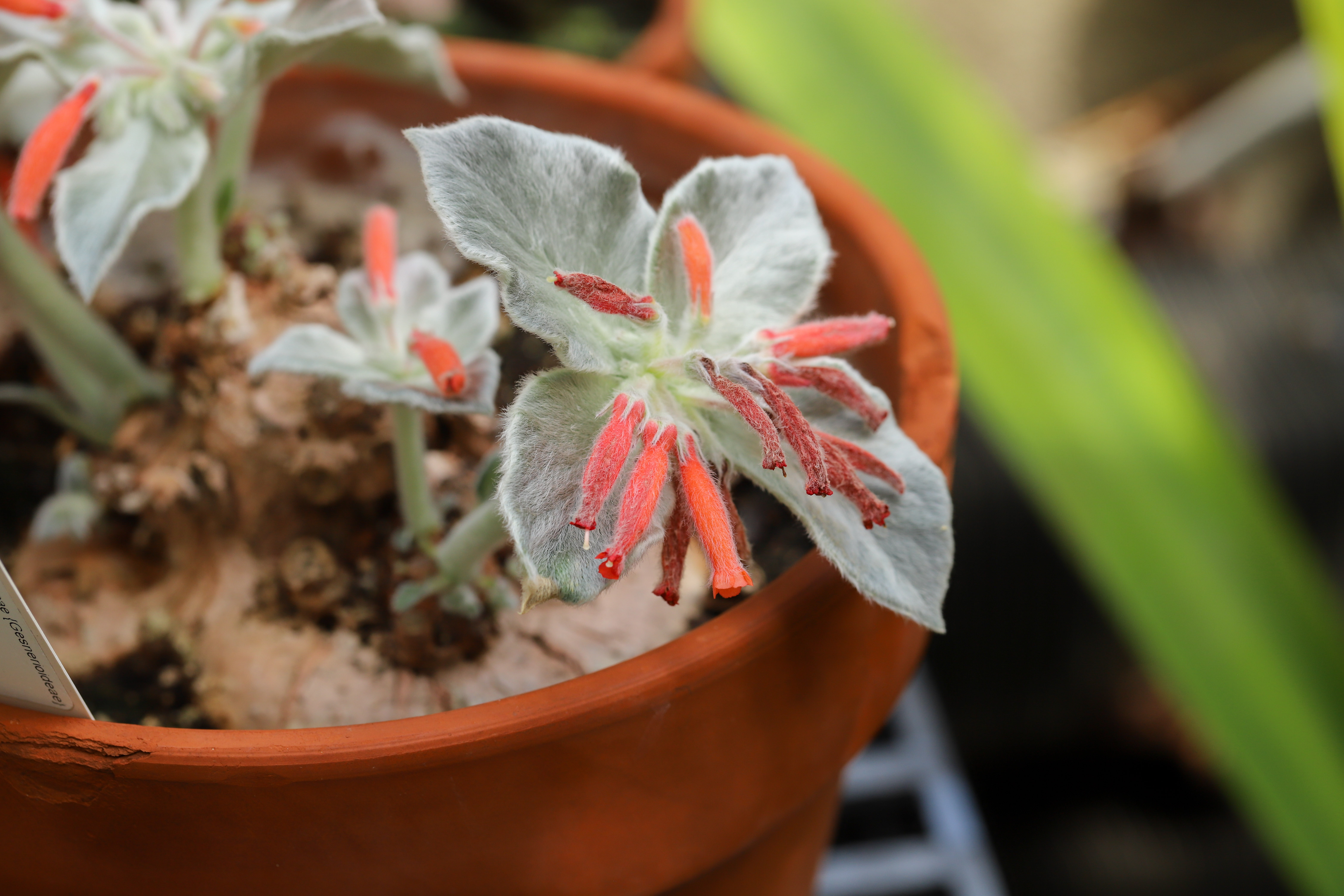 Sinningia canescens