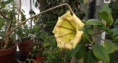 Solandra maxima