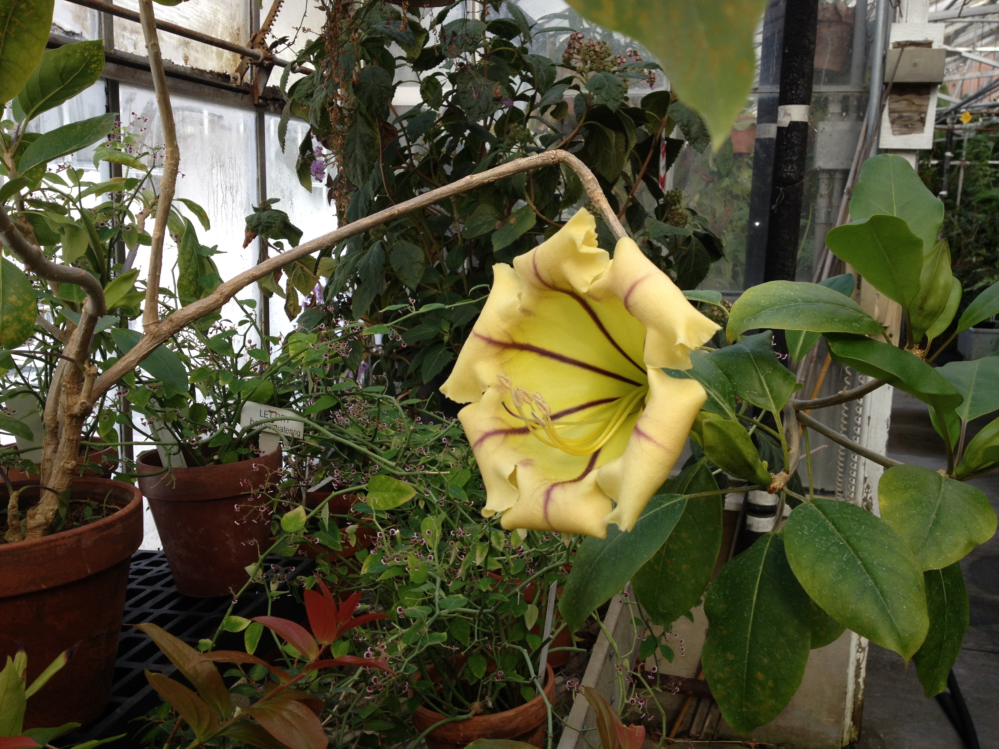 Solandra maxima