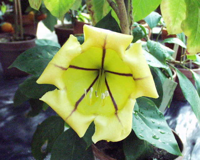 Solandra maxima