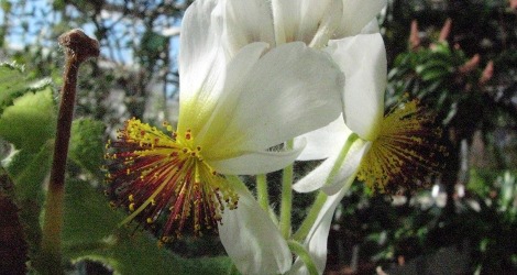 Sparmannia africana