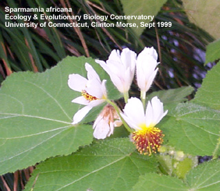 Sparmannia africana