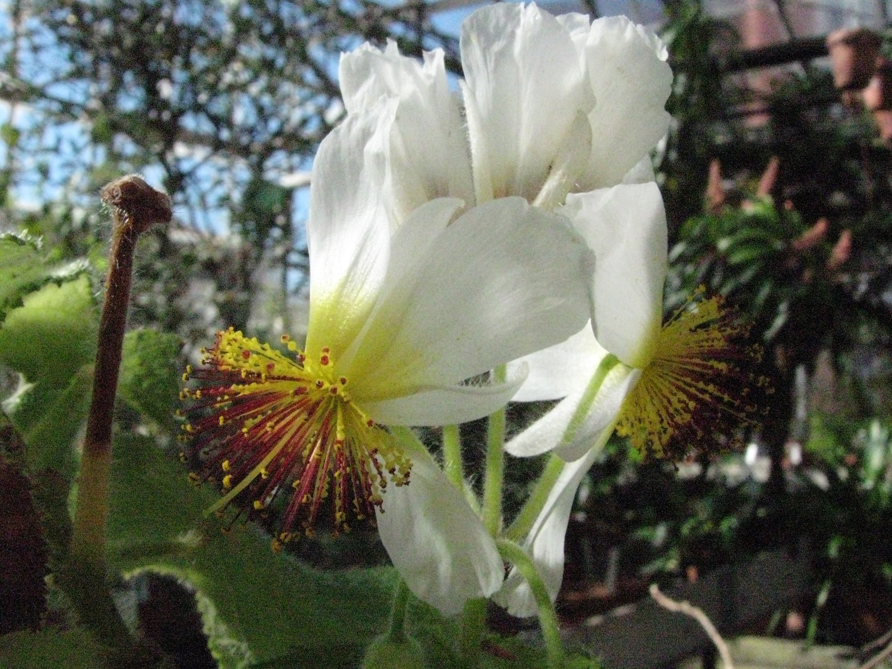 Sparmannia africana
