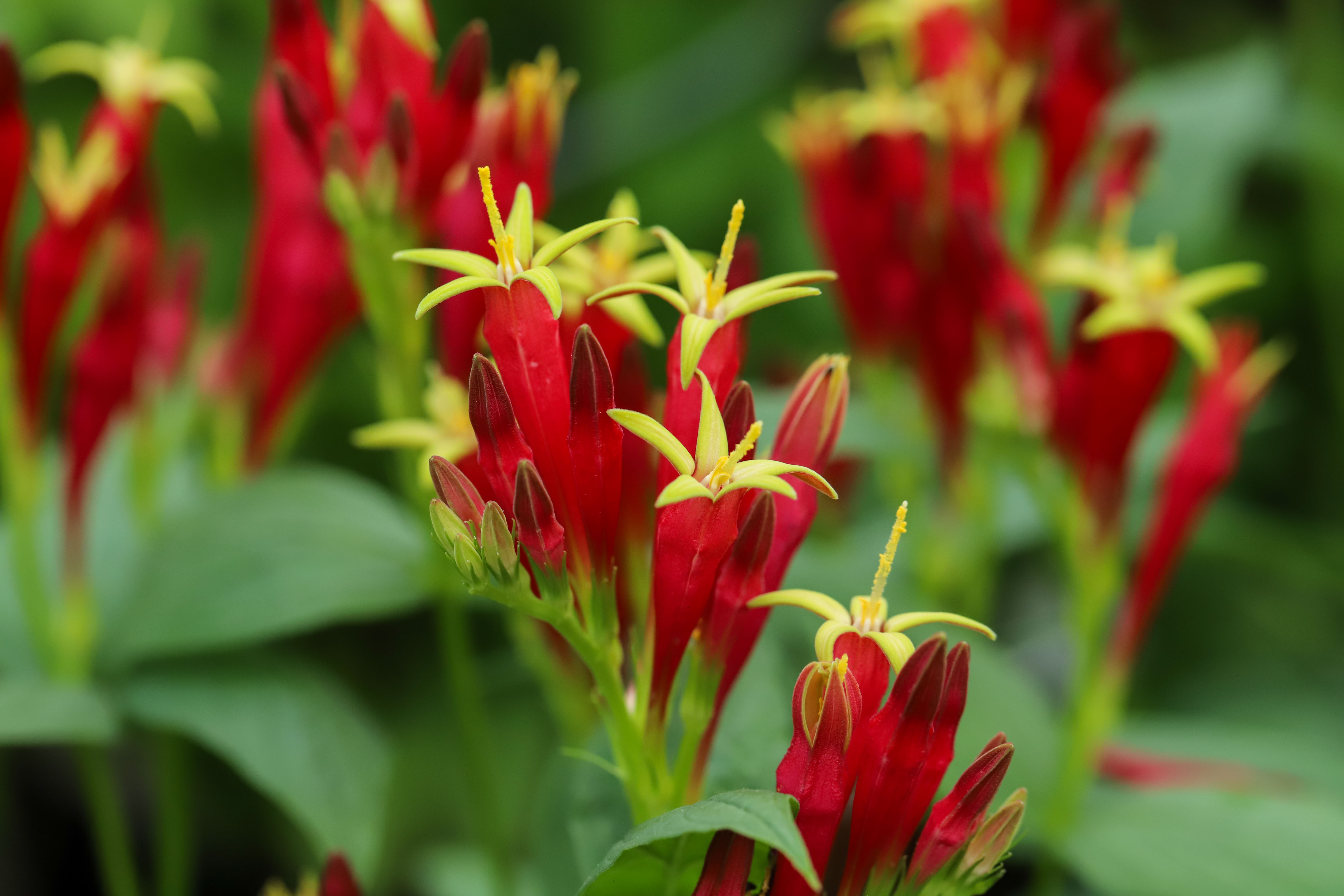 Spigelia marilandica