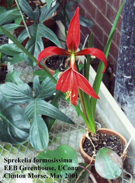 Sprekelia formosissima
