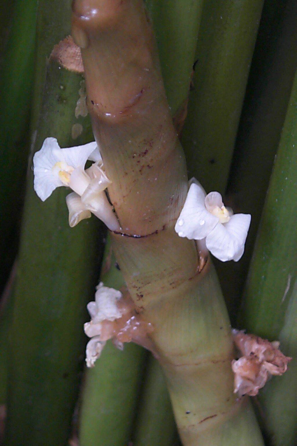 Stachyphrynium latifolium