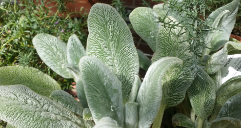 Stachys byzantina