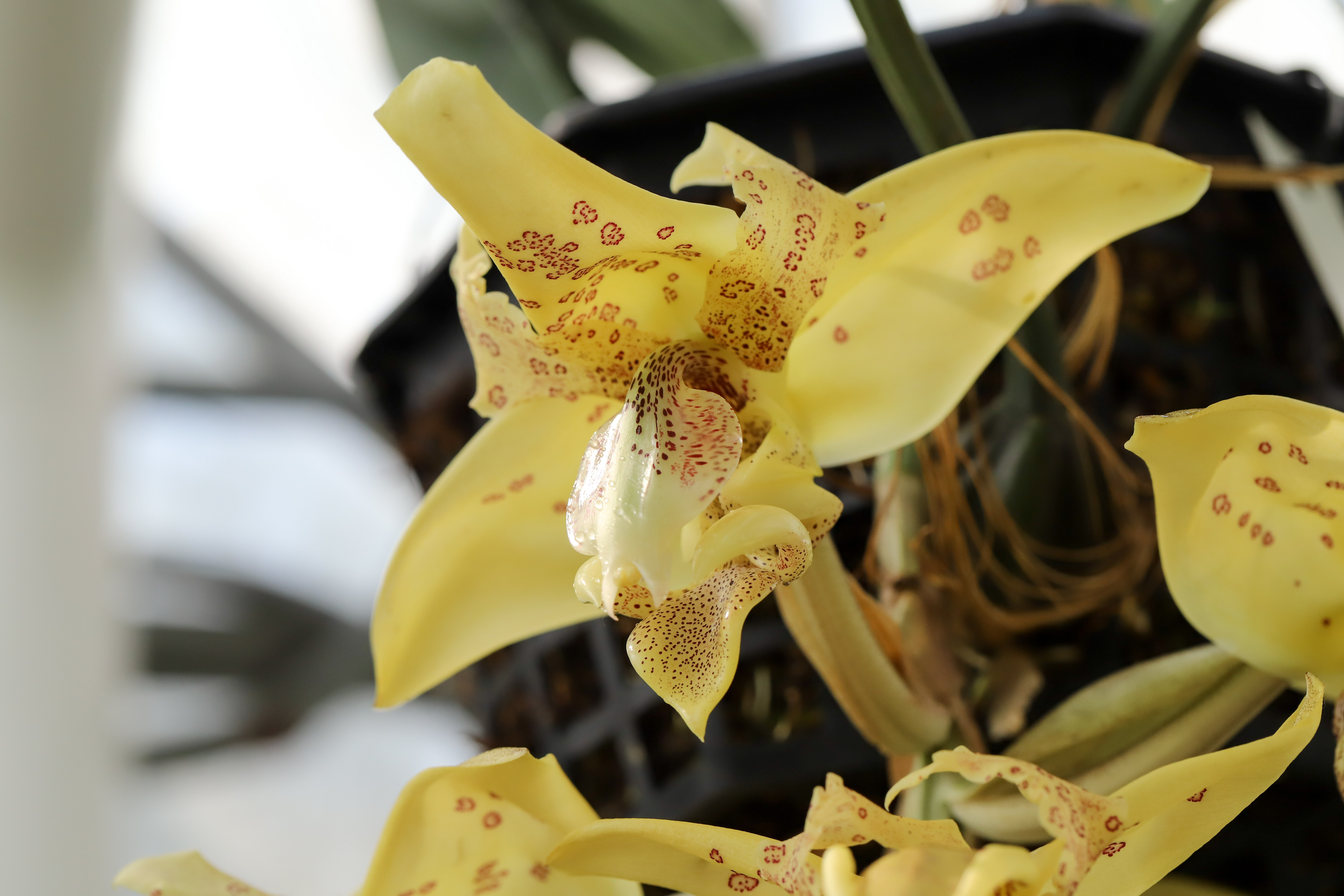 Stanhopea costaricensis