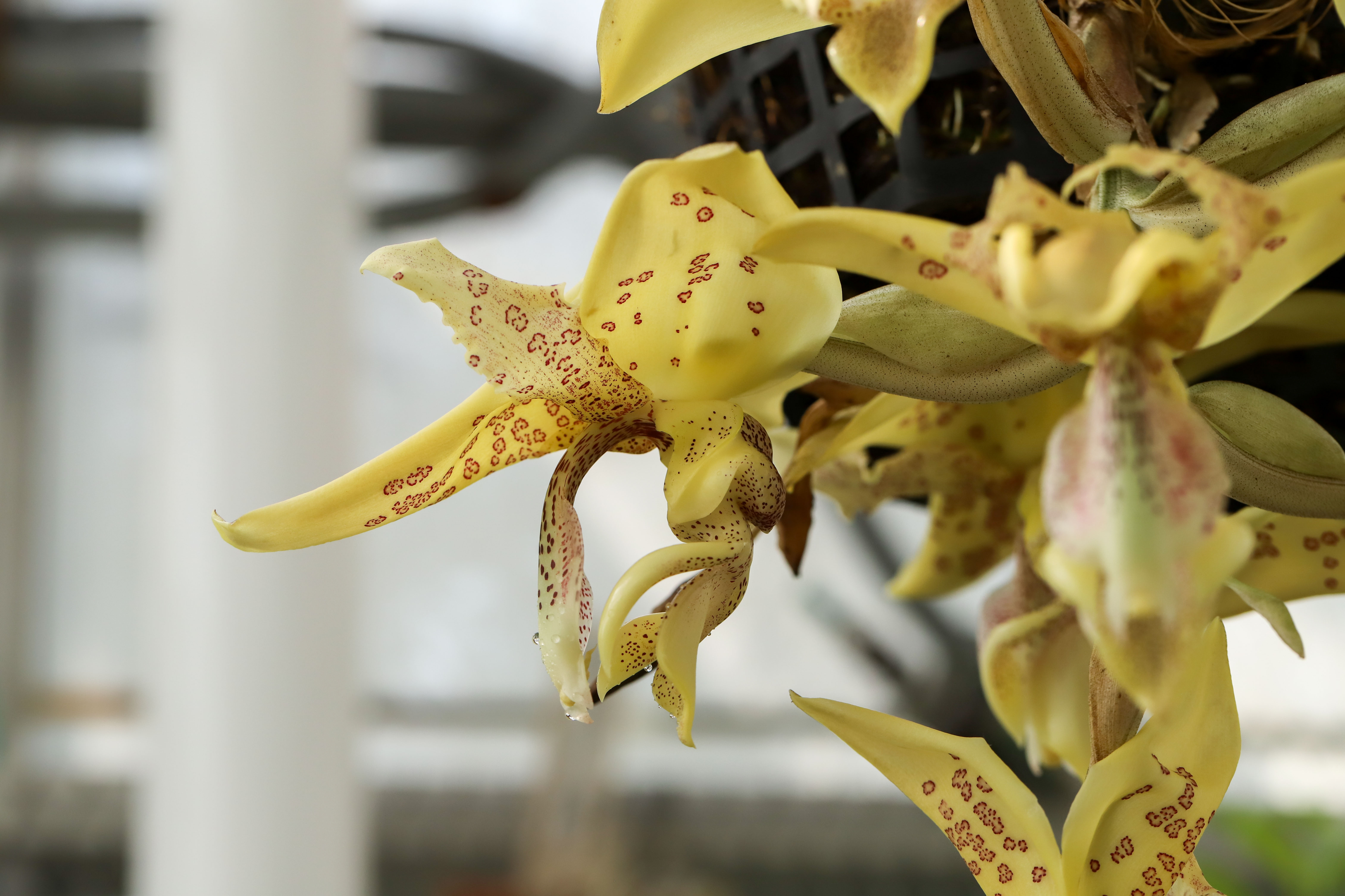 Stanhopea costaricensis