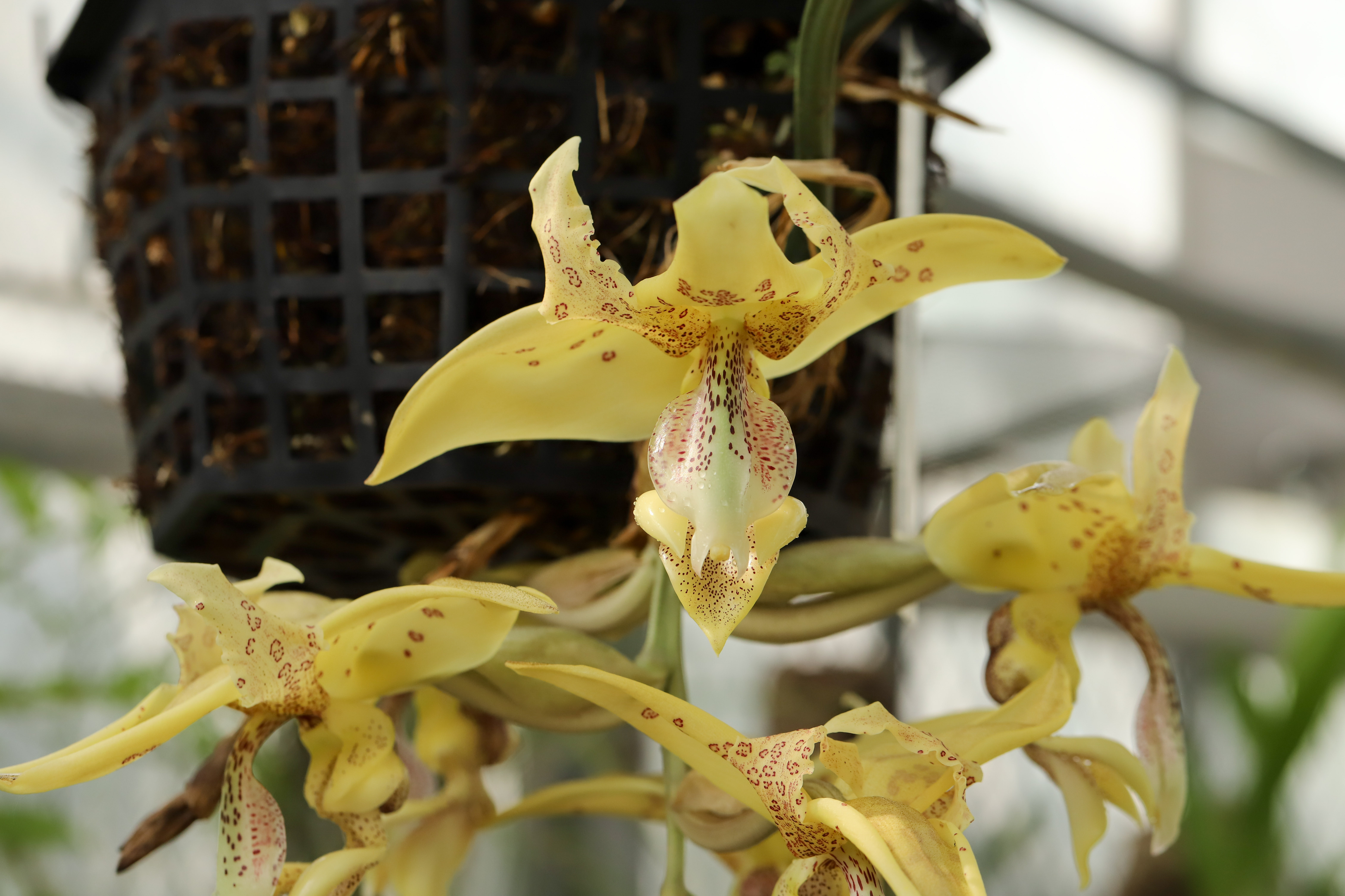 Stanhopea costaricensis