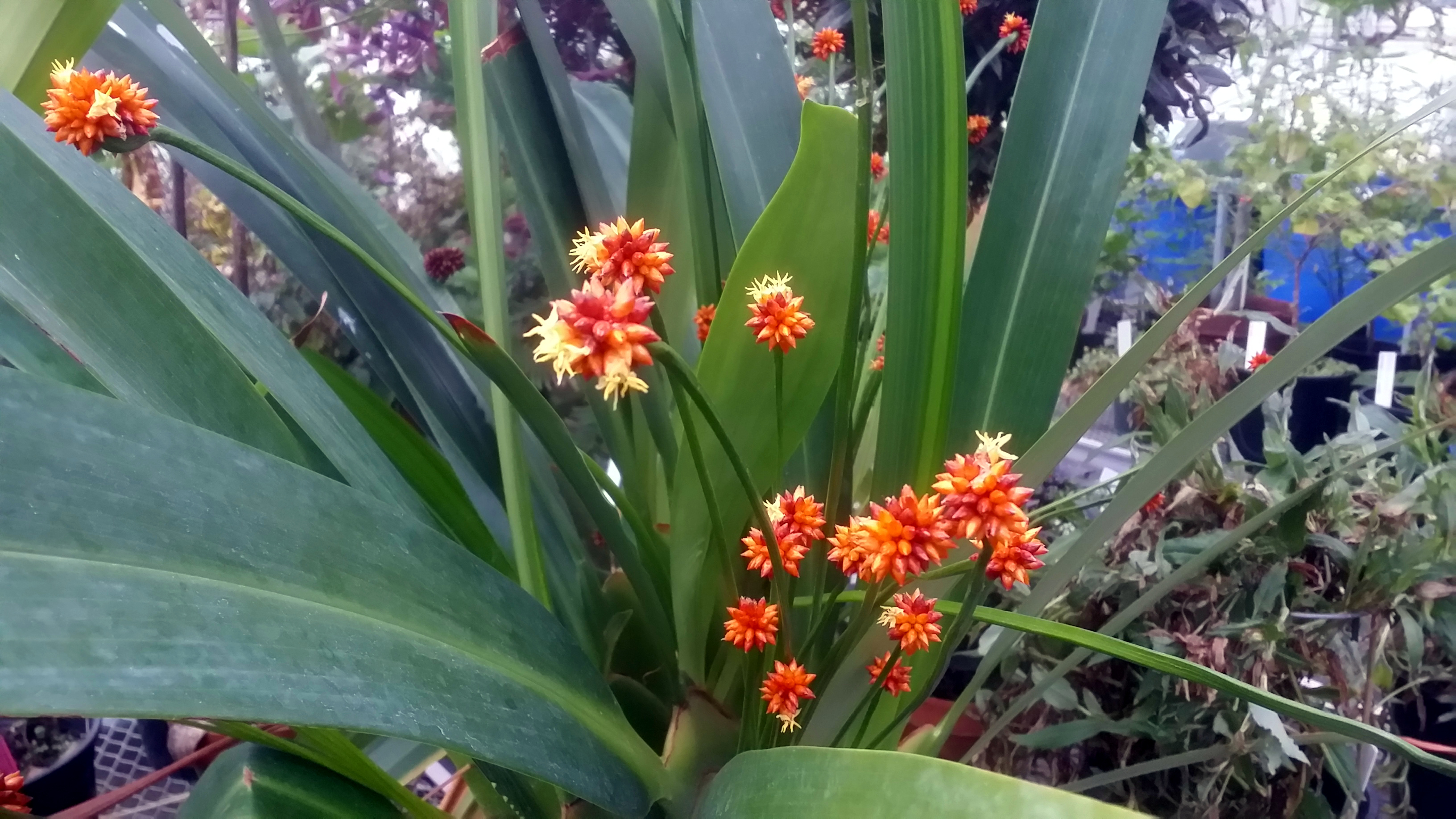 Stegolepis ferruginea