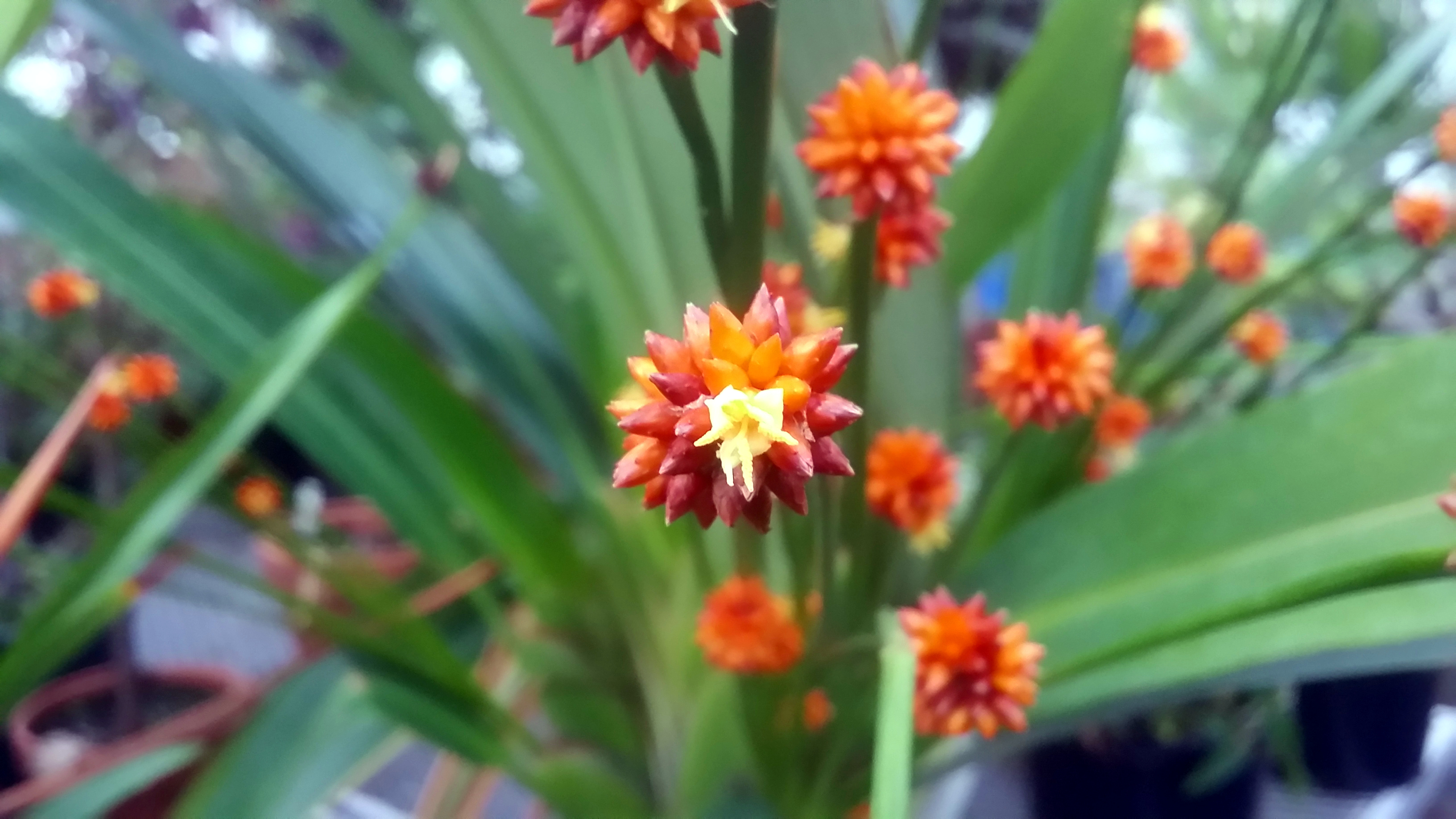 Stegolepis ferruginea