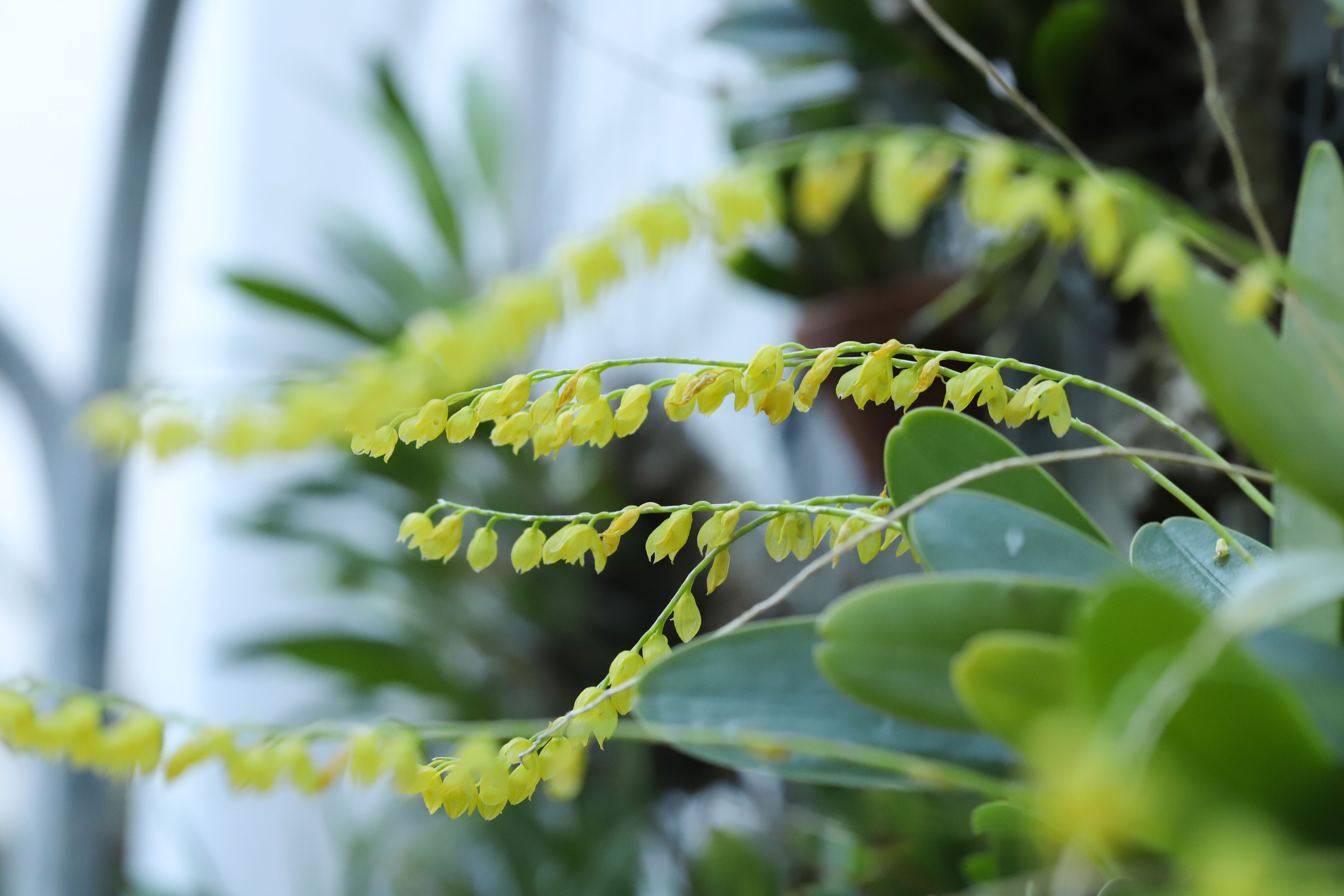 Stelis quadrifida