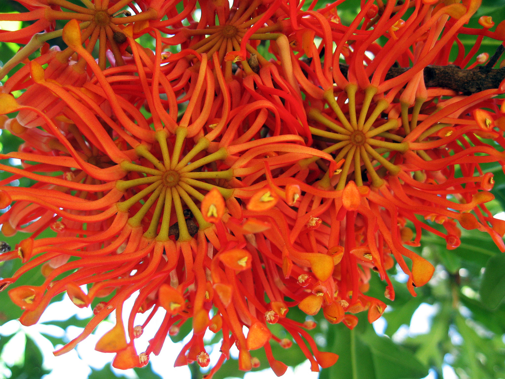 Stenocarpus sinuatus