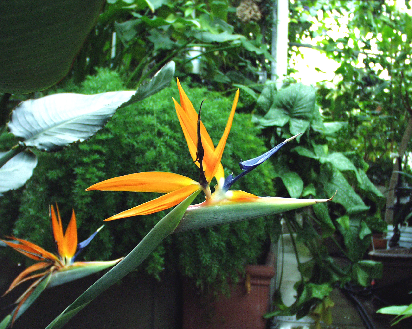 Strelitzia reginae