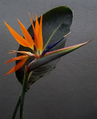 Strelitzia reginae