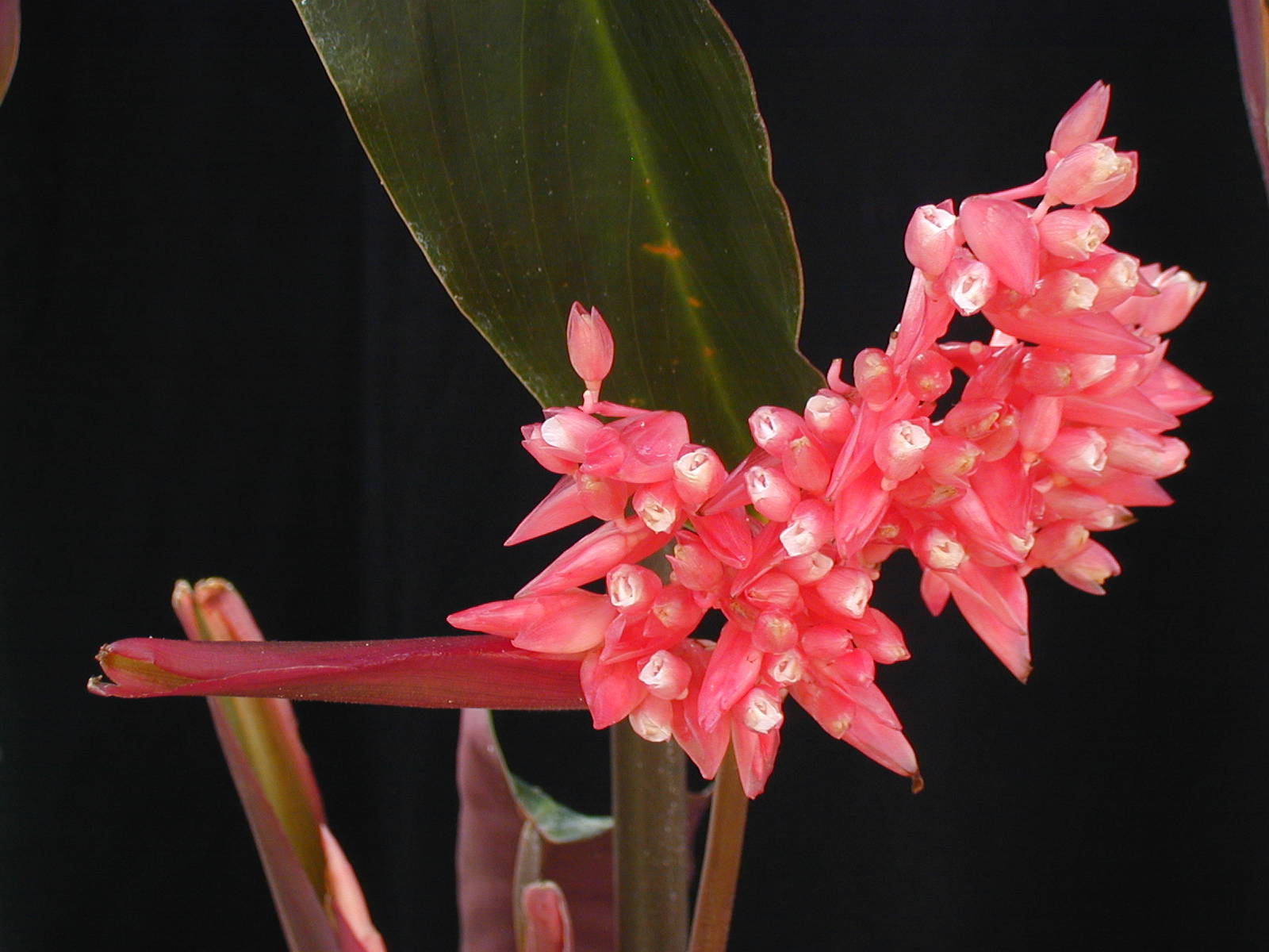 Stromanthe thalia