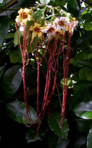 Strophanthus preussii