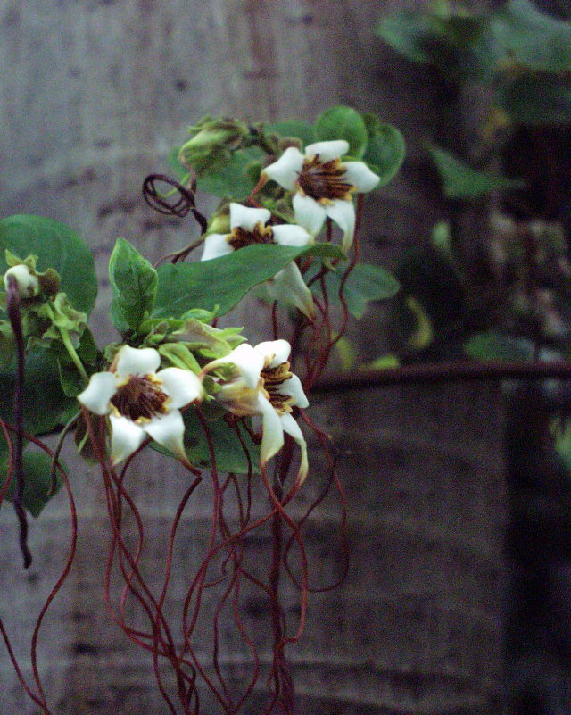 Strophanthus preussii