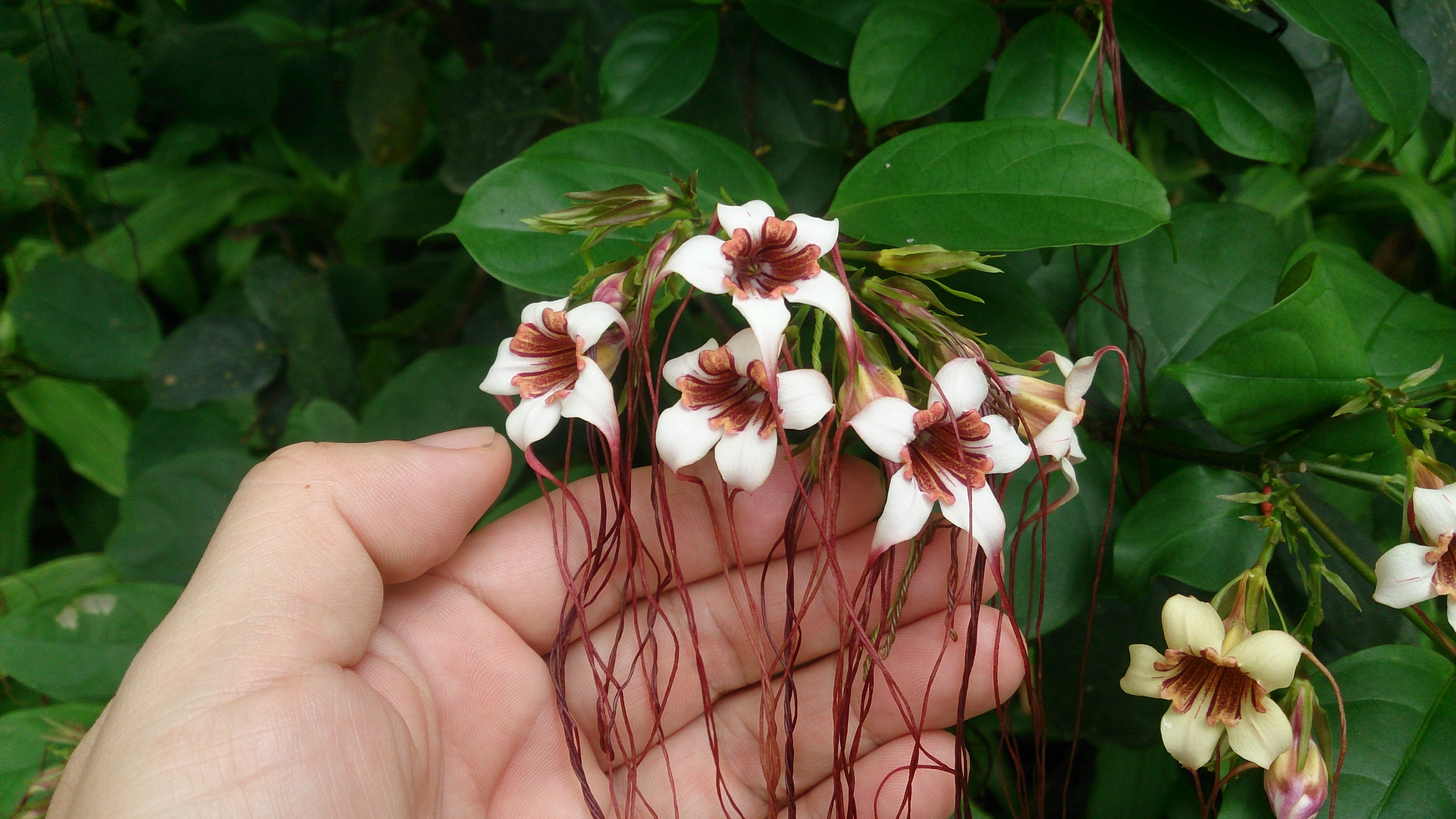 Strophanthus preussii