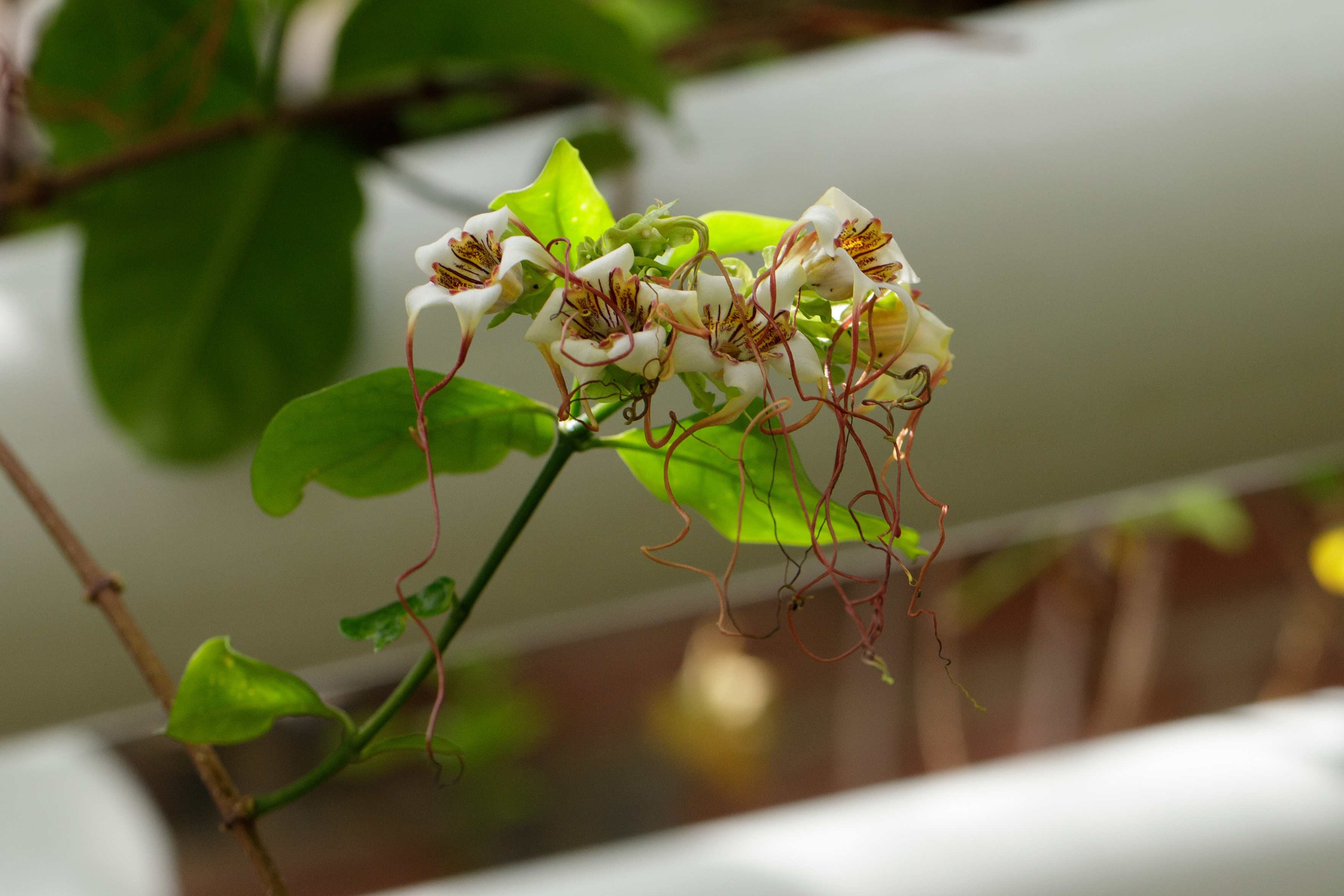 Strophanthus preussii