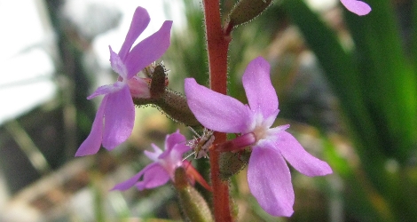 Stylidium graminifolium