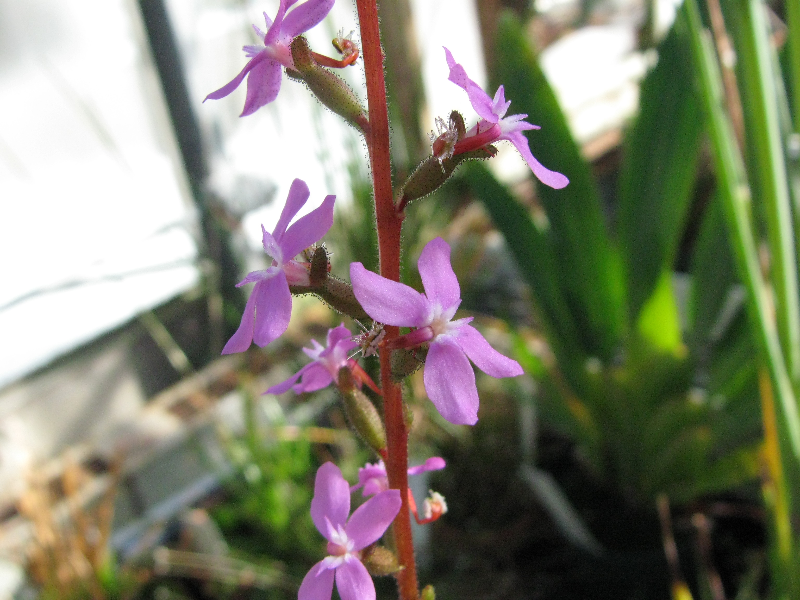 Stylidium graminifolium