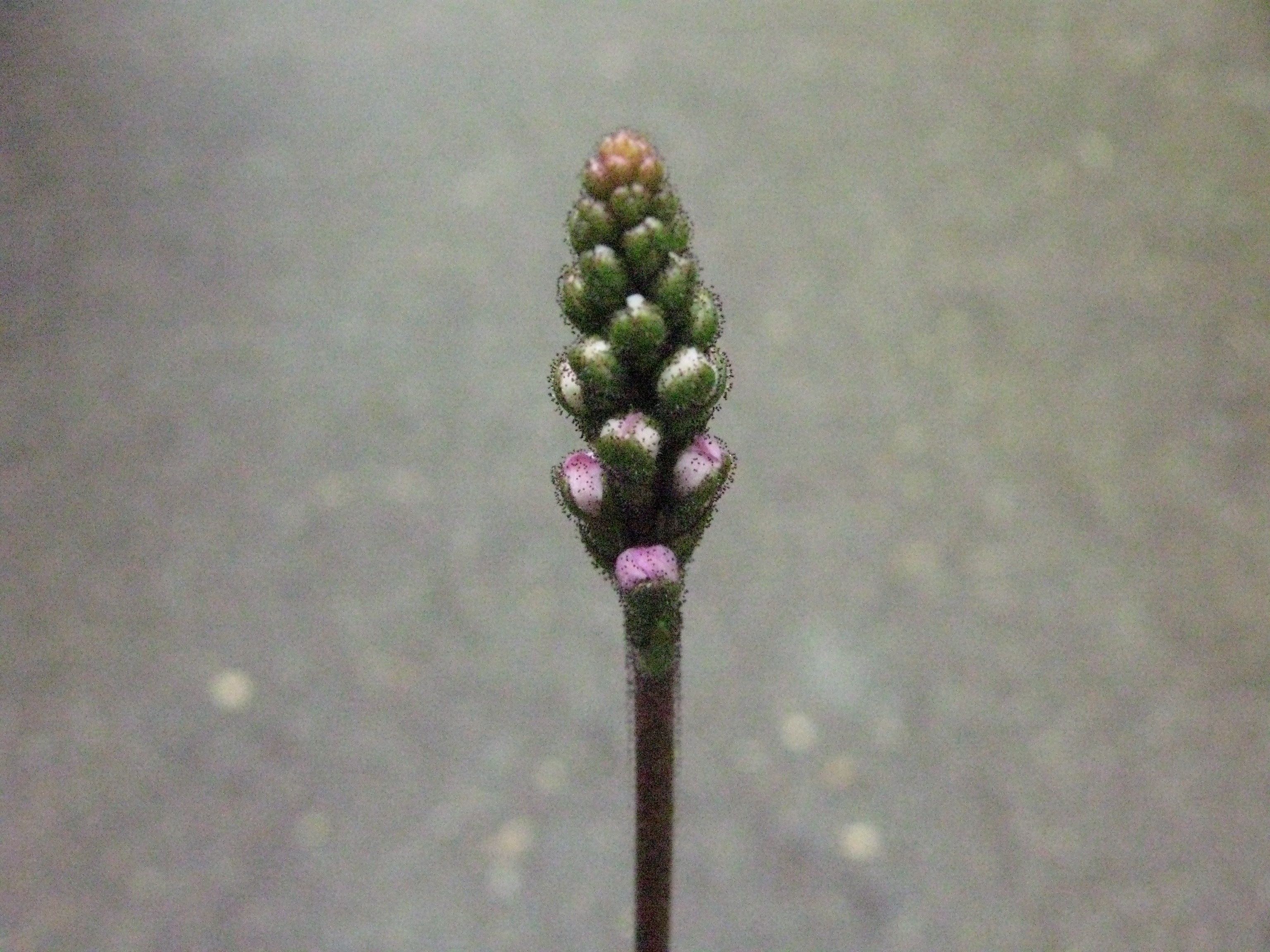 Stylidium graminifolium