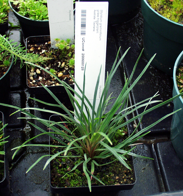 Stylidium graminifolium