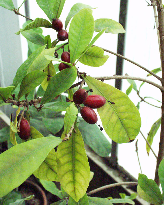 Synsepalum dulcificum
