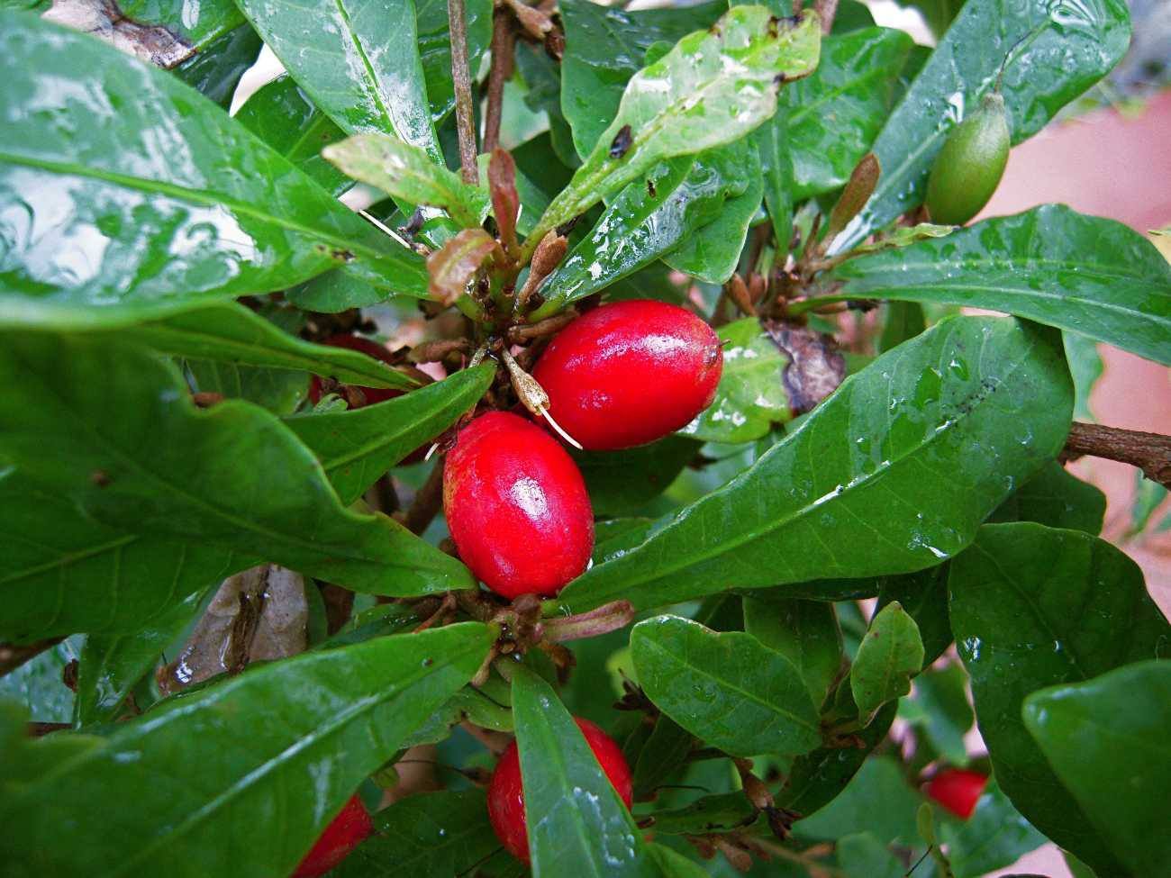 Synsepalum dulcificum