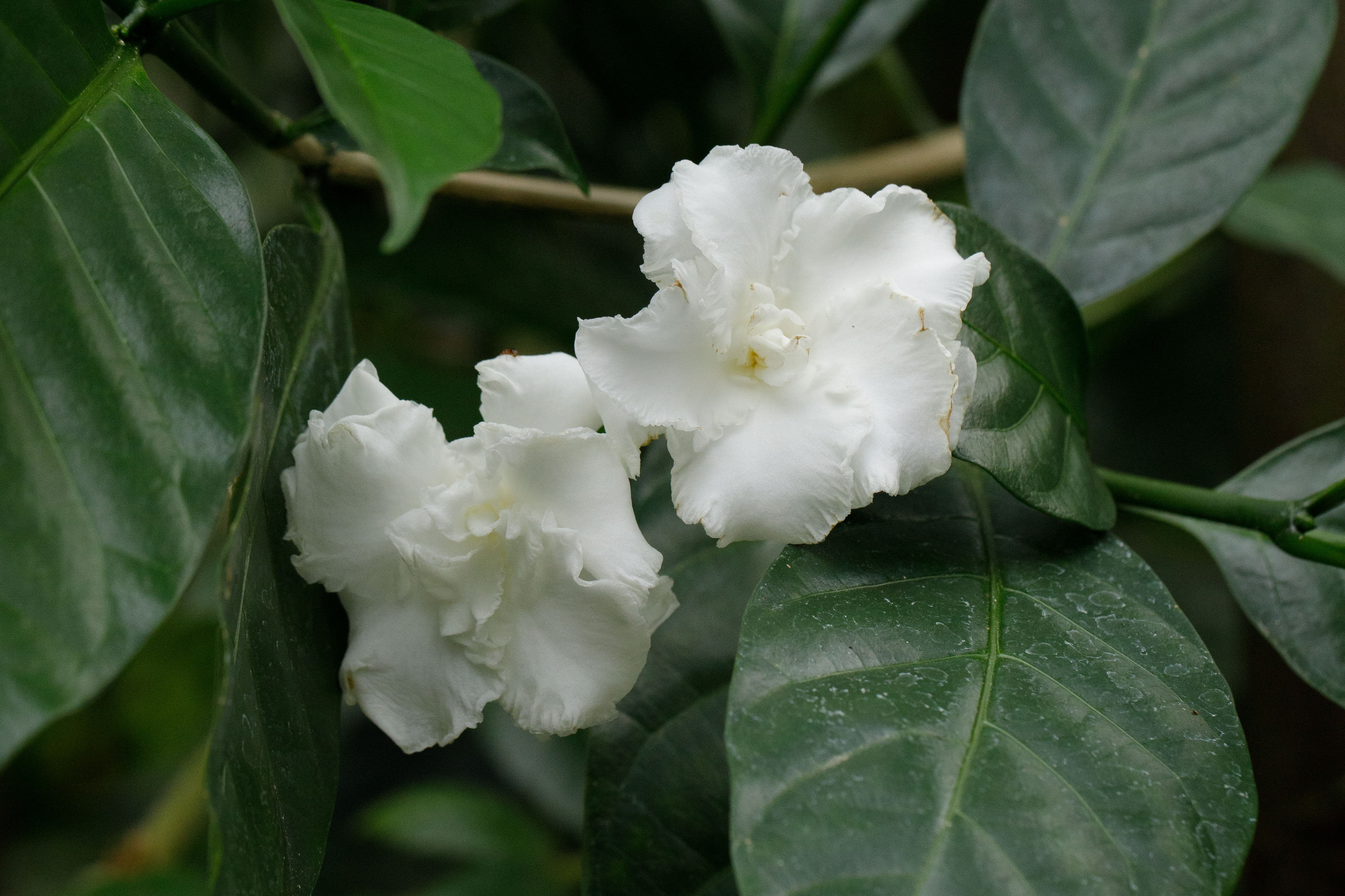 Tabernaemontana divaricata