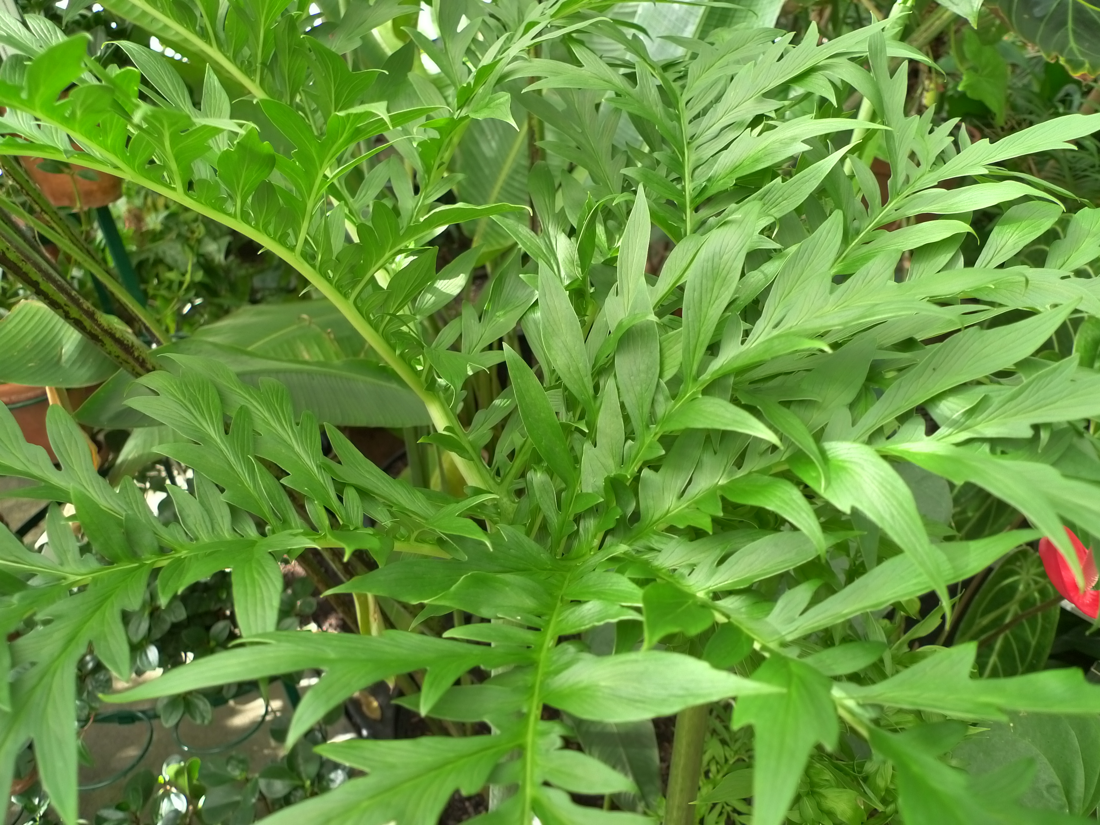Taccarum weddellianum