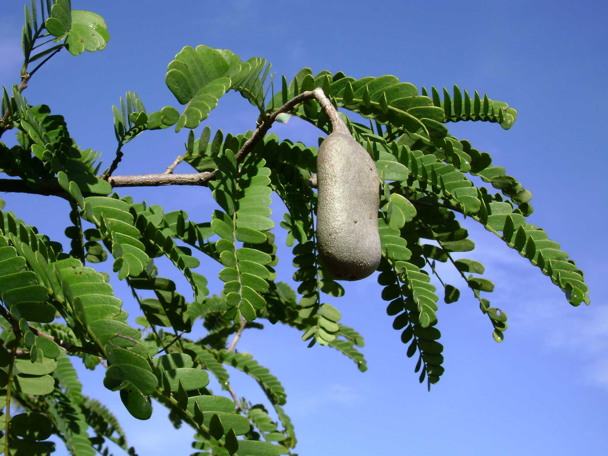 Tamarindus indica