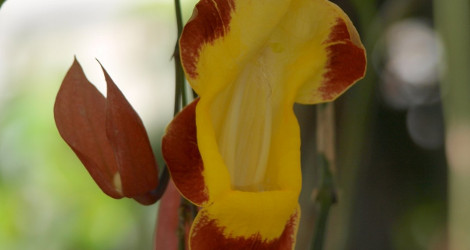 Thunbergia mysorensis