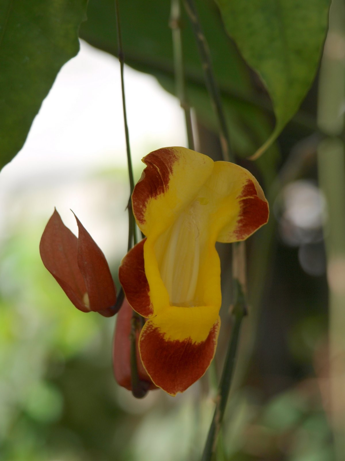 Thunbergia mysorensis