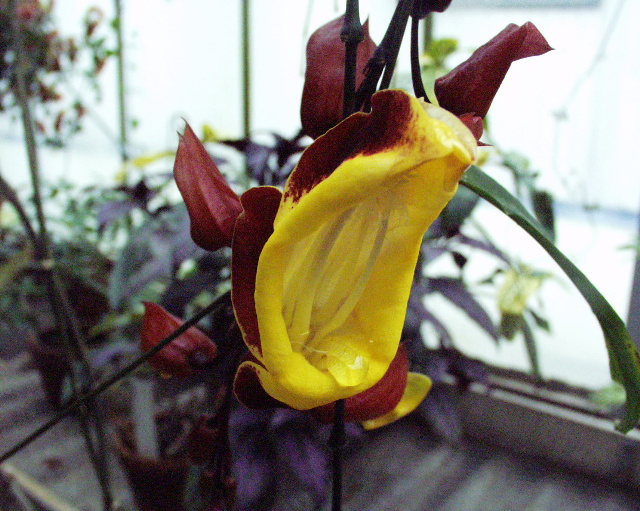 Thunbergia mysorensis
