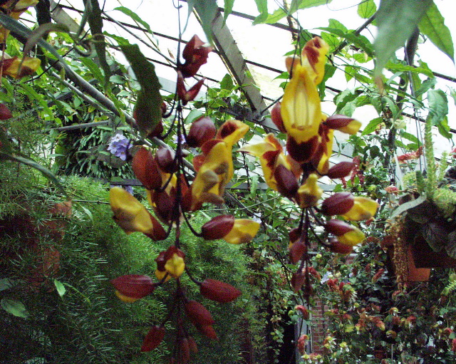 Thunbergia mysorensis