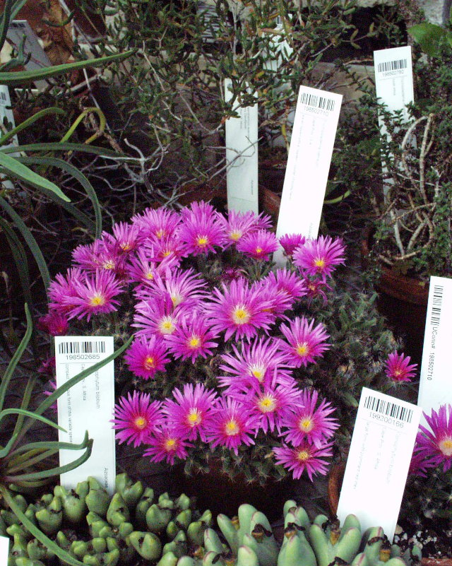 Trichodiadema densum