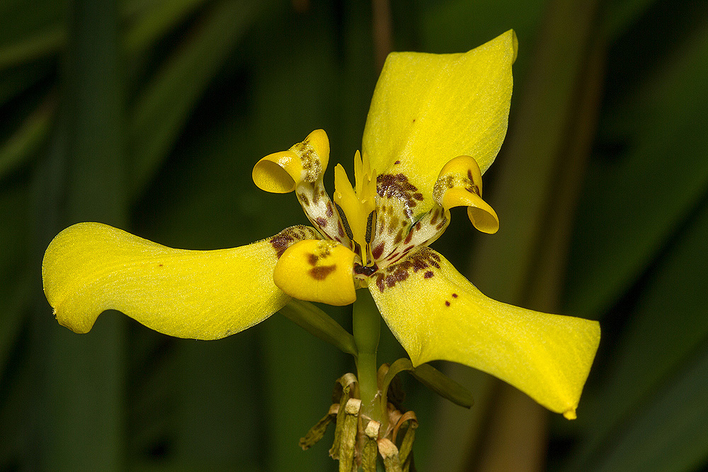 Trimezia steyermarkii
