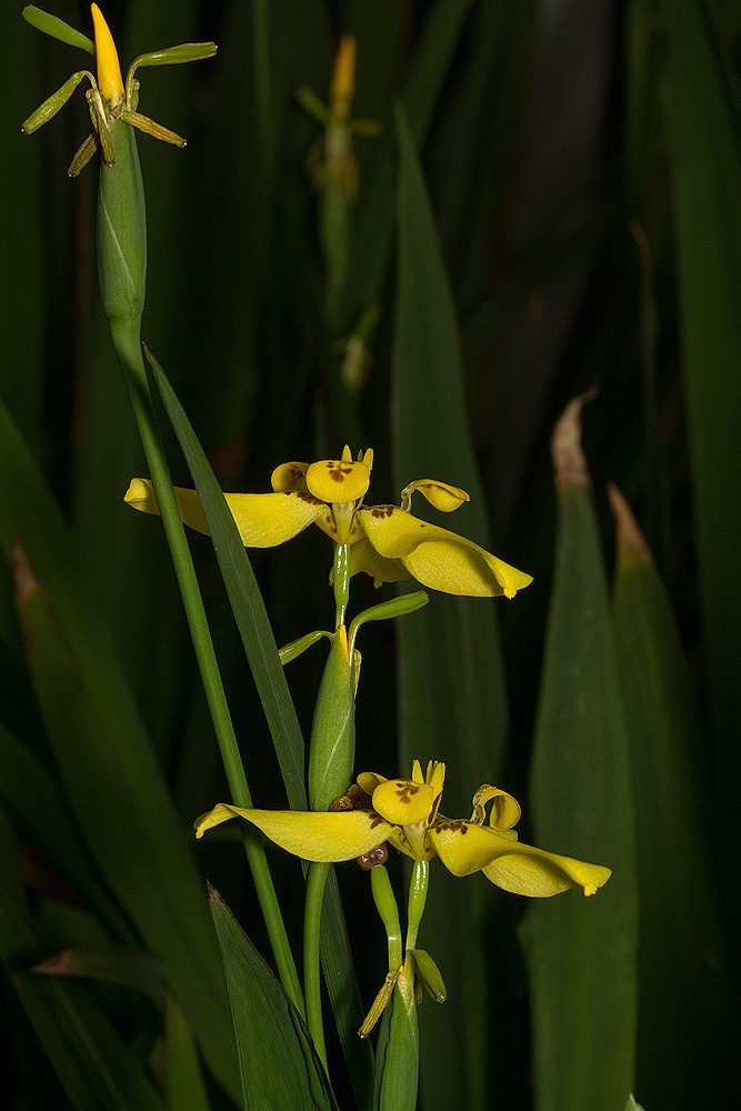 Trimezia steyermarkii
