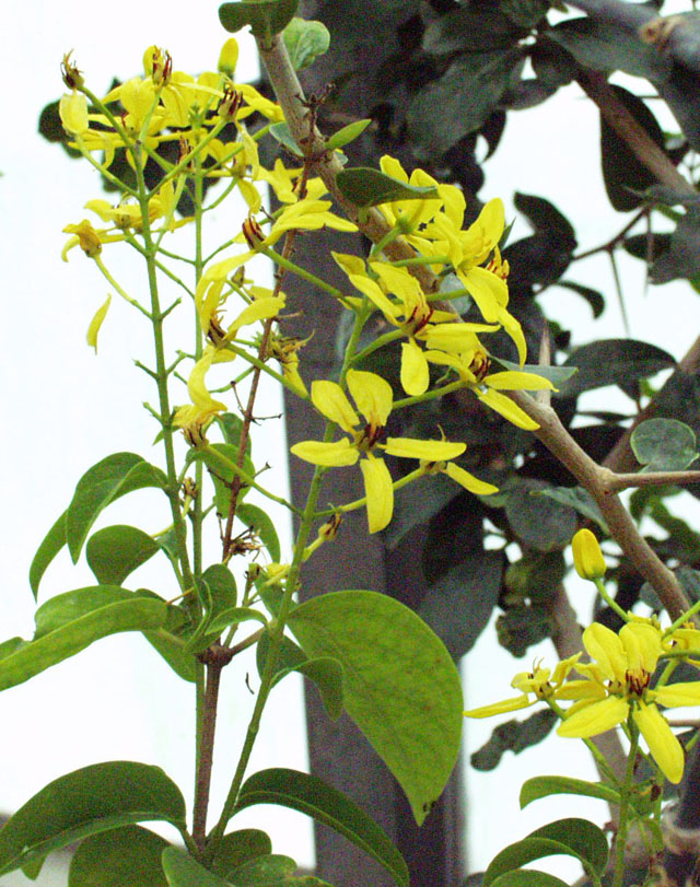 Tristellateia australasiae