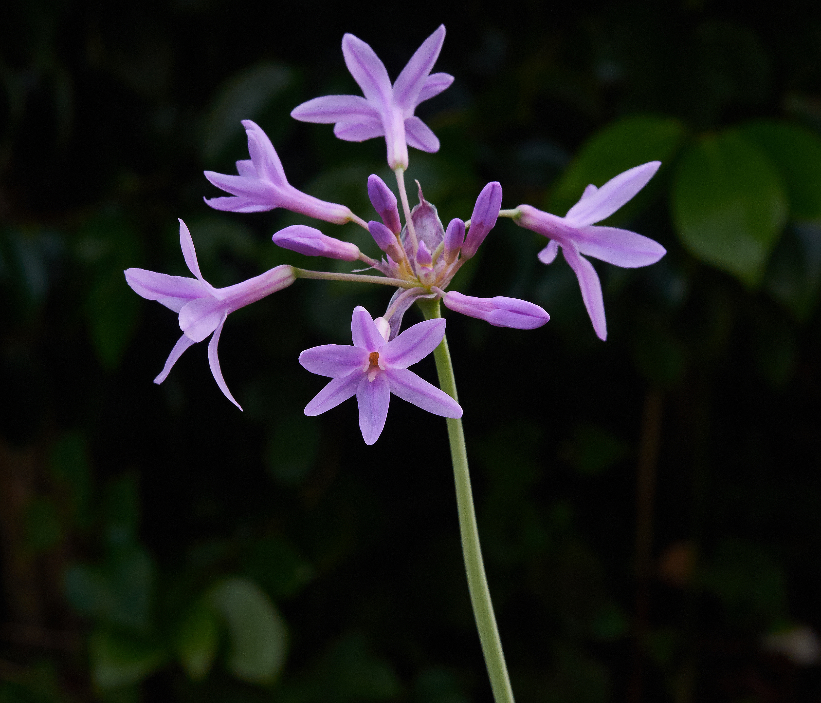 Tulbaghia violacea