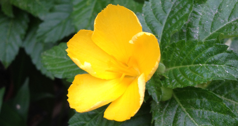 Turnera ulmifolia
