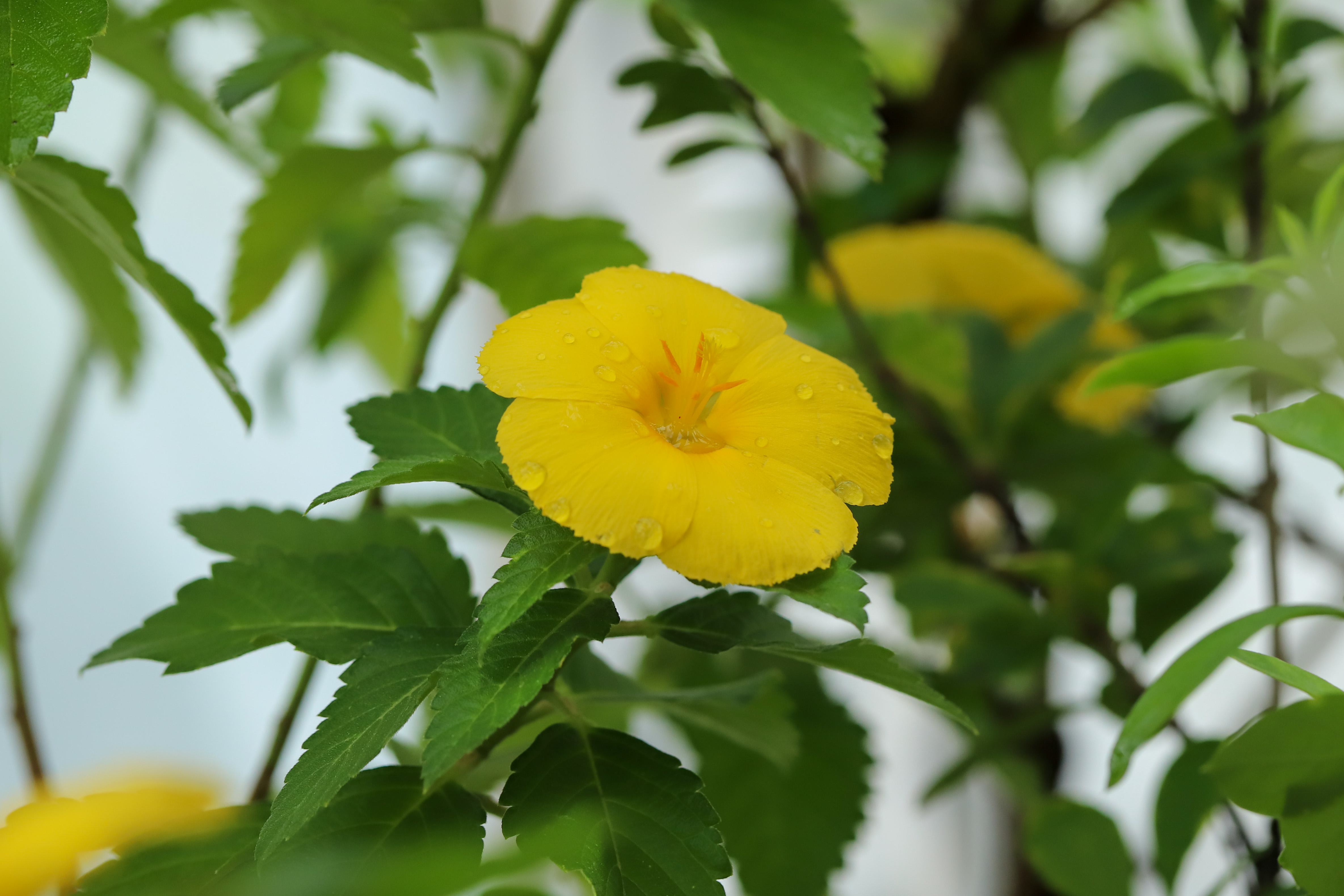Turnera ulmifolia
