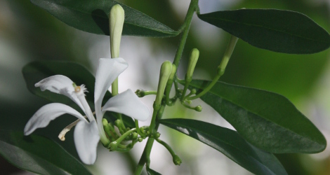 Turraea floribunda