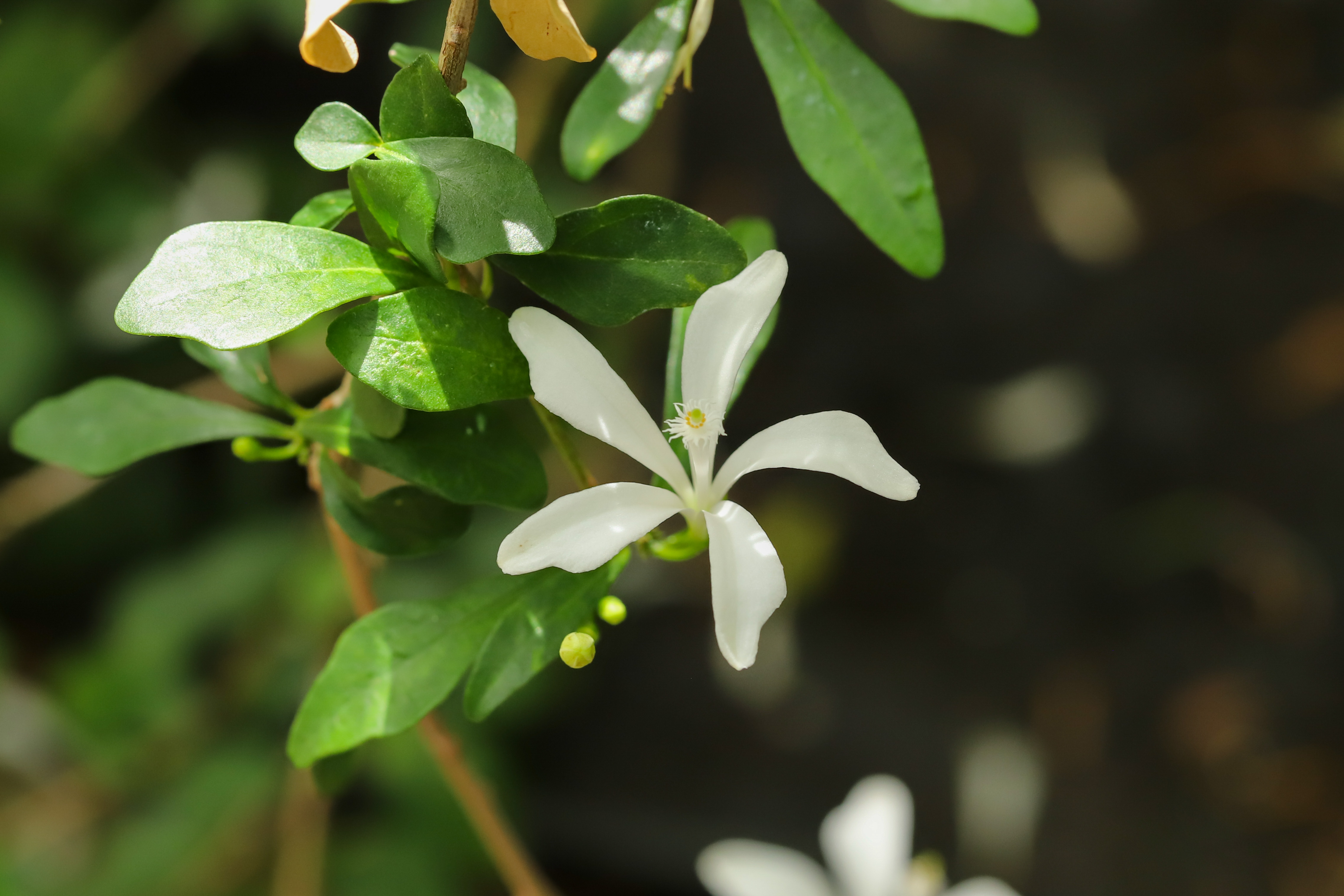 Turraea floribunda