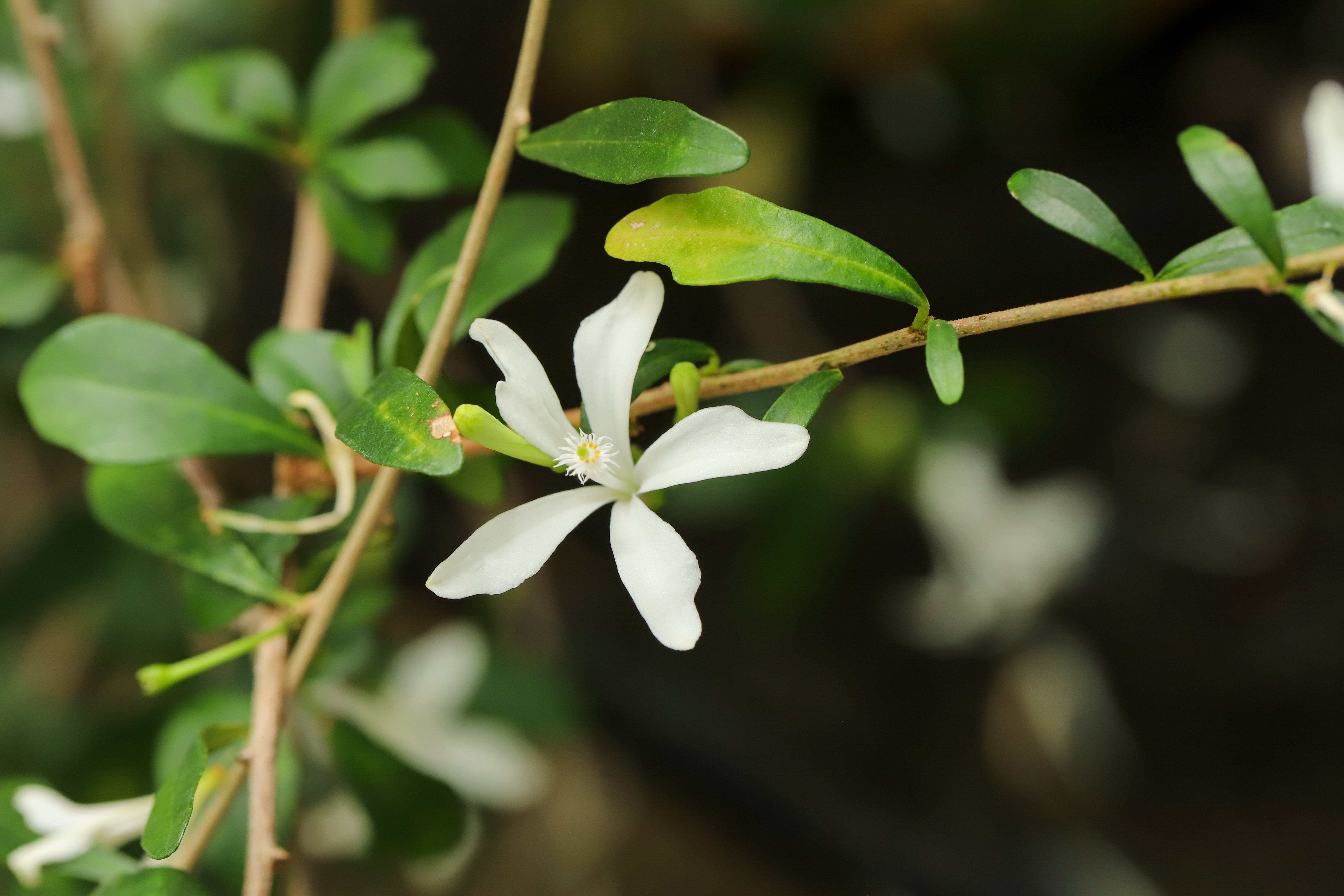 Turraea floribunda