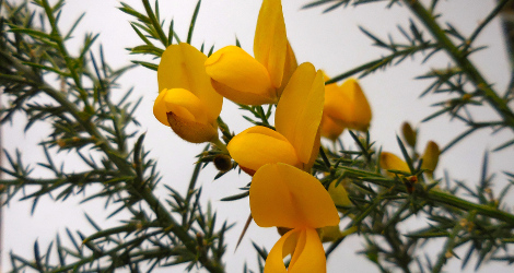 Ulex europaeus