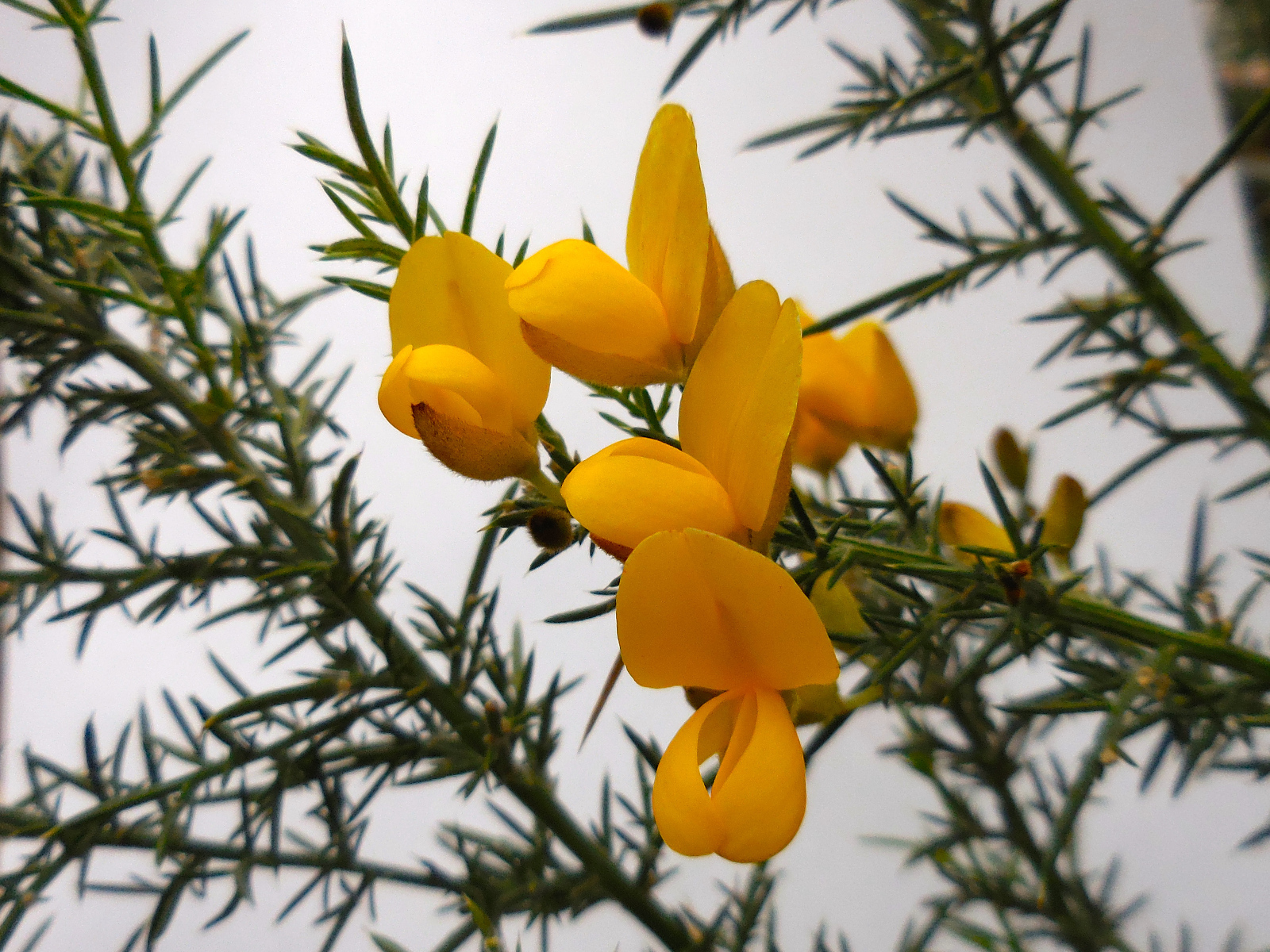 Ulex europaeus